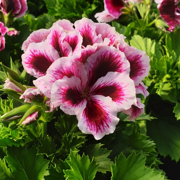 Englische Pelargonie kaufen 1190 Wien - Gärtnerei Döbling