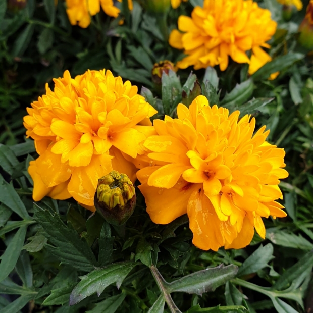 Tagetes kaufen 1190 Wien - Gärtnerei Döbling