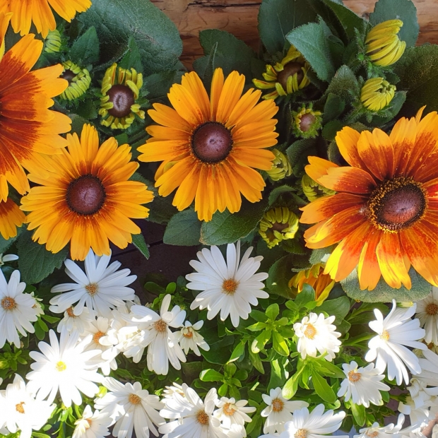 Blumen- und Pflanzerde  kaufen 1190 Wien - Gärtnerei Döbling