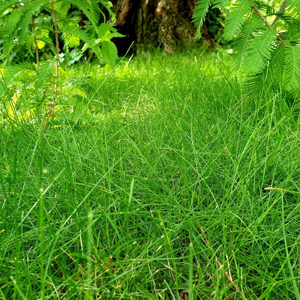 Rasenerde  kaufen 1190 Wien - Gärtnerei Döbling